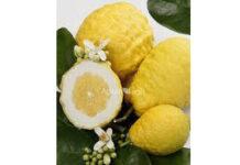 ʼಮಾಫಲʼದ ಉಪಯೋಗಗಳೇನು?…