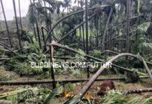 ಸವಣೂರು ಪರಿಸರದಲ್ಲಿ ರಣ ಭೀಕರ ಬಿರುಗಾಳಿ,ಲಕ್ಷಾಂತರ ನಷ್ಟ : ಅಡಿಕೆ ತೋಟ,ವಿದ್ಯುತ್ ಕಂಬಗಳು ಧರಾಶಾಹಿ,ಮನೆಗಳಿಗೆ ಹಾನಿ