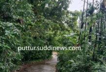 ನಿಡ್ಪಳ್ಳಿ; ರಸ್ತೆ ಬದಿ ಬೆಳೆದ ಗಿಡ ಮರದಿಂದ ಸವಾರರಿಗೆ ಸಂಕಷ್ಟ