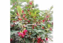 ʼಅಗಸೆ ಮರʼದ ತೊಗಟೆ,ಎಲೆ,ಹೂ, ಬೀಜದ ಮಾಹಿತಿ ನಿಮಗಾಗಿ….