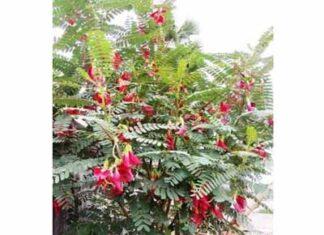 ʼಅಗಸೆ ಮರʼದ ತೊಗಟೆ,ಎಲೆ,ಹೂ, ಬೀಜದ ಮಾಹಿತಿ ನಿಮಗಾಗಿ….