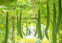 ಹೀರೇಕಾಯಿಯಲ್ಲಿ ಎಷ್ಟೆಲ್ಲಾ ಒಳ್ಳೆ ಗುಣಗಳಿದೆ ಗೊತ್ತಾ?