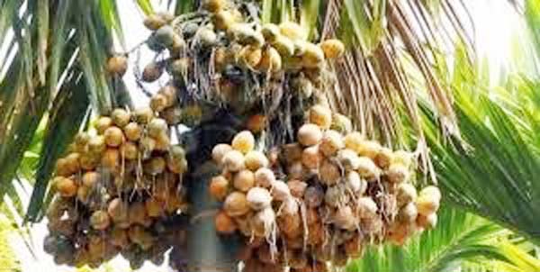 WhatsApp Image 2025-10-31 at 1.14.03 PM