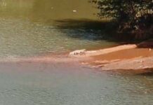 ಮುಗೇರಡ್ಕ: ನದಿಯಲ್ಲಿ ಮೊಸಳೆ ಪತ್ತೆ