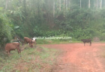 ಗೋವುಗಳನ್ನು ನಡುರಸ್ತೆಯಲ್ಲಿ ಬಿಟ್ಟು ಹೋದ ಗೋ ಸಾಗಾಟಗಾರರು: ಪುತ್ತಿಲ ಪರಿವಾರ ಸೇವಾ ಟ್ರಸ್ಟ್ನಿಂದ ಪೊಲೀಸರಿಗೆ ದೂರು