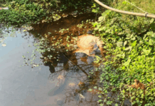 ವಿಟ್ಲ : ಚರಂಡಿಯಲ್ಲಿ ಮೃತದೇಹ ಪತ್ತೆ