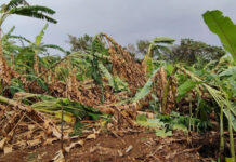 ಪುತ್ತೂರು, ಕಡಬದಲ್ಲಿ 13 ಹೆಕ್ಟೇರ್ಗೂ ಅಧಿಕ ತೋಟಗಾರಿಕಾ ಬೆಳೆಹಾನಿ