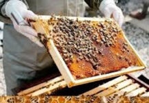 ನ.12-13: ಕಡಬ ತಾ.ಪಂ. ಸಭಾಂಗಣದಲ್ಲಿ ಜೇನು ಕೃಷಿ ತರಬೇತಿ