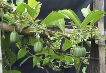 ’ಈಶ್ವರ’ (Aristolochia indica) ಎಂಬ ದಿವ್ಯೌಷಧ