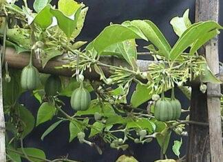 ’ಈಶ್ವರ’ (Aristolochia indica) ಎಂಬ ದಿವ್ಯೌಷಧ