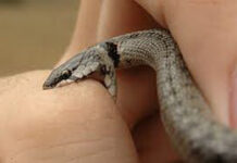 ಉಪ್ಪಿನಂಗಡಿ: ಒಂದೇ ಮನೆಯ ಮೂವರು ಮಕ್ಕಳಿಗೆ ವಿಷದ ಹಾವು ಕಡಿತ