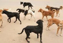 ಬೀದಿ ನಾಯಿಗಳ ಲೆಕ್ಕ ಮಾಡಿ ಮಾಹಿತಿ ನೀಡಲು ನಗರಸಭೆ ಮನವಿ