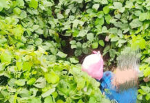 ಎಲ್ಲೆಂದರಲ್ಲಿ ಕಸ ಬೆಂಗಳೂರು ಸೂತ್ರಕ್ಕೆ ಮುಂದಾದ ಕೆಯ್ಯೂರು