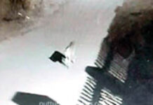 ಪಾಣಾಜೆ: ಚಿರತೆಯಂತಿರುವ ಪ್ರಾಣಿ ಓಡಾಟದ ದೃಶ್ಯ ಸಿಸಿಟಿವಿಯಲ್ಲಿ ಸೆರೆ