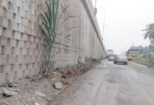 ಹೆದ್ದಾರಿಯ ಎತ್ತರಿಸಿದ ರಸ್ತೆಯ ಗೋಡೆಯಂಚಿನಲ್ಲಿ ಬೆಳೆದು ನಿಂತ ಕಬ್ಬು