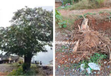 “ಪರೋಪಕಾರಿಯಾಗಿ ನನ್ನಷ್ಟಕ್ಕೆ ನಾನಿದ್ದೆ ಮನುಷ್ಯನ ಕ್ರೌರ್ಯಕ್ಕೆ ನನಗೀಗ ಚಿರನಿದ್ದೆ”! ನೆಕ್ಕಿಲಾಡಿಯಲ್ಲಿ ಧರಾಶಾಹಿಯಾದ ದಂತಪಾಲ ಮರದ ಸ್ವಗತ