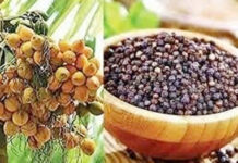 ದ.ಕ : ಅಡಿಕೆ, ಕಾಳುಮೆಣಸು ಬೆಳೆ ವಿಮೆ ಪಾವತಿ ಶುರು