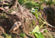 ಉಪ್ಪಿನಂಗಡಿ: ಕಾಡಾನೆ ದಾಳಿಗೆ ಕೃಷಿ ನಾಶ