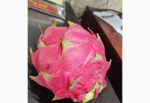 900 ಗ್ರಾಂ. ತೂಕದ ಡ್ರ್ಯಾಗನ್ ಫ್ರೂಟ್