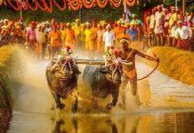 ಮೈಸೂರು ದಸರಾದಲ್ಲಿ ಪುತ್ತೂರು ಕಂಬಳದ ವೈಭವ -ಕುಶಾಲನಗರದಲ್ಲಿ ಪಿಲಿನಲಿಕೆ ಆಕರ್ಷಣೆ
